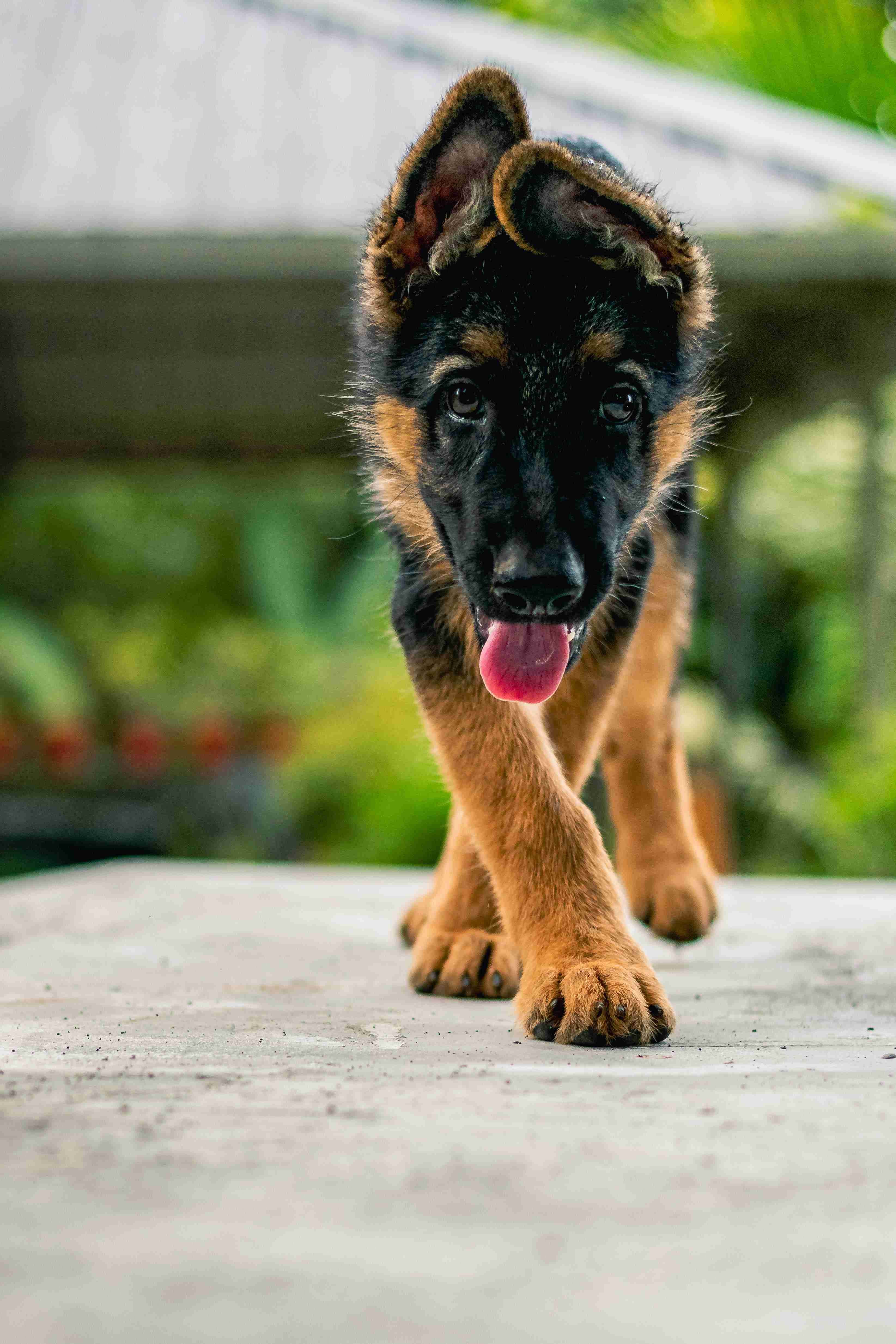 Can a German Shepherd be trained to live in an apartment without accidents?
